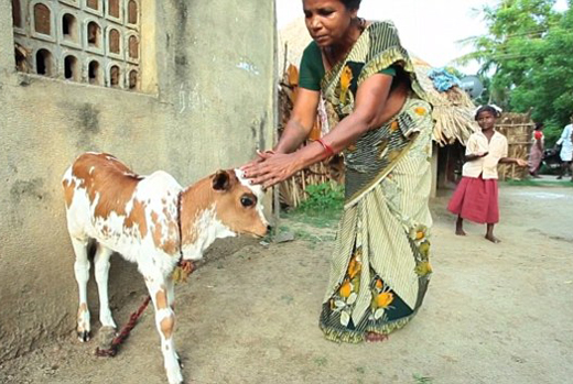Three-eyed cow..